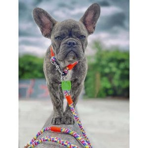 4 Unique Dogs Seil Rainbow