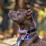 4 Unique Dogs Unicorn Braid Halsband